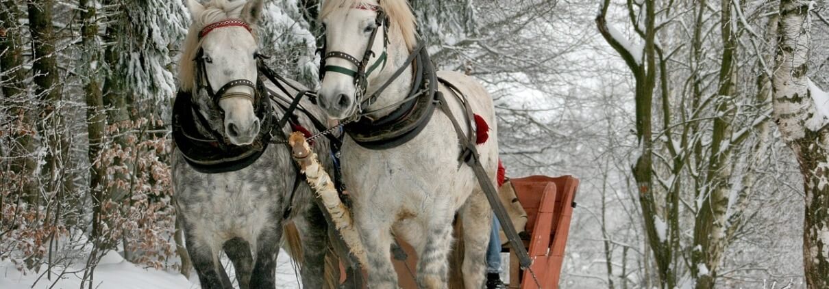 Pferdeschlittenfahrten in Grainau